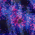 Placement Lane Line Back Jr True Navy Electric Pink 00 350 15875